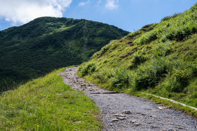 写真 空に照らされた樹木の山の景色