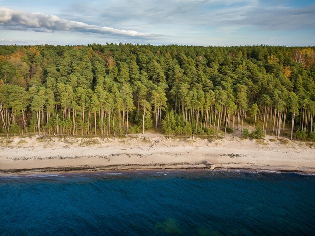 Фото Вид на деревья на фоне неба