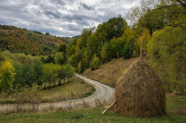 Фото Красивый вид деревьев на поле на фоне неба