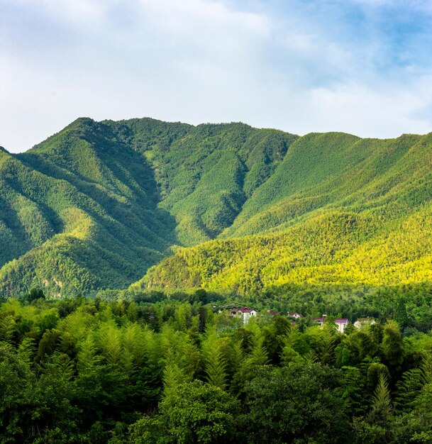 写真 天空を背景に畑の木の景色