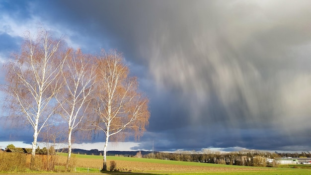 写真 天空を背景に畑の木の景色