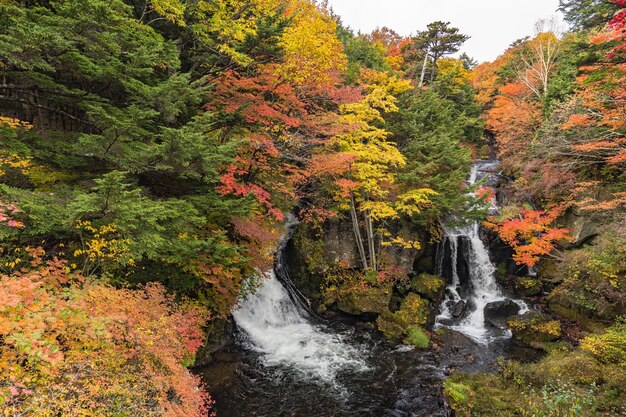 写真 秋の森のの景色