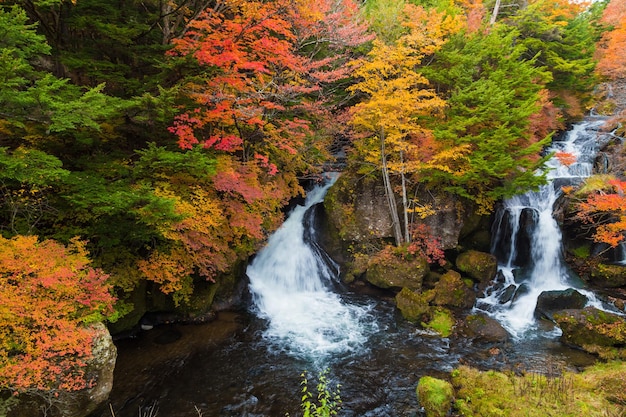 写真 秋の森のの景色