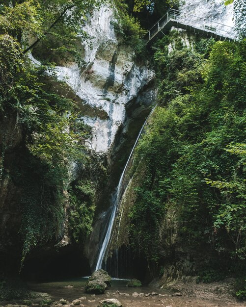 写真 森の中のの景色