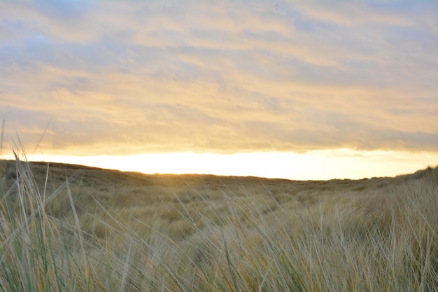 Фото Вид на пшеничное поле на фоне неба во время захода солнца