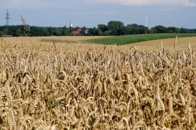 Фото Вид на пшеничное поле на фоне неба