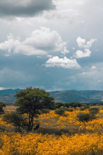 写真 空に照らされた地上の黄色い花の植物の風景