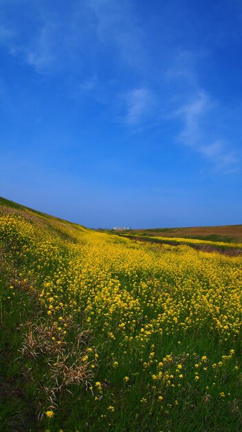 Scenic view of oilseed rape against clear sky