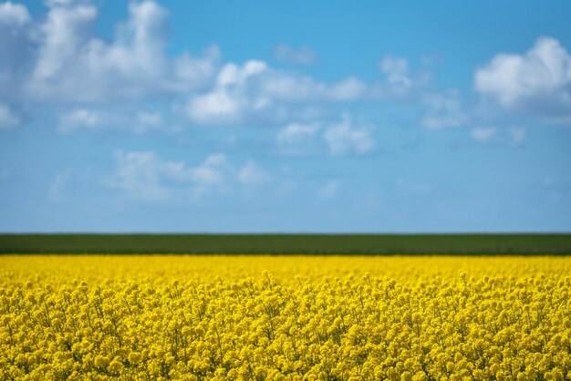 Foto vista panoramica del campo di colza contro il cielo blu