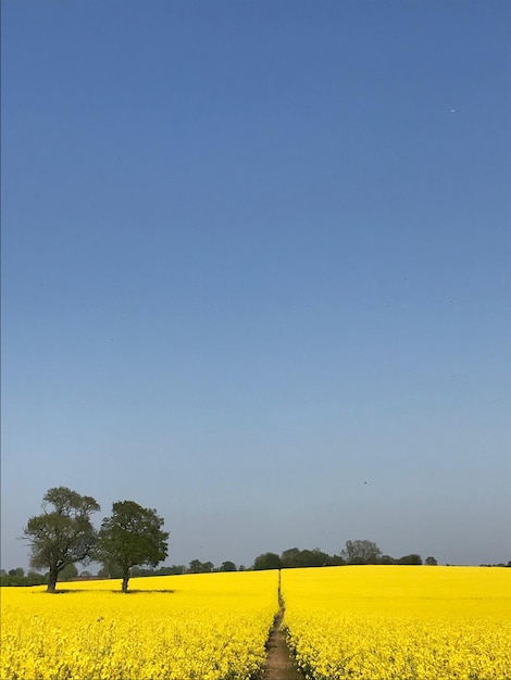 Scenic view of oilseed rape field against clear sky