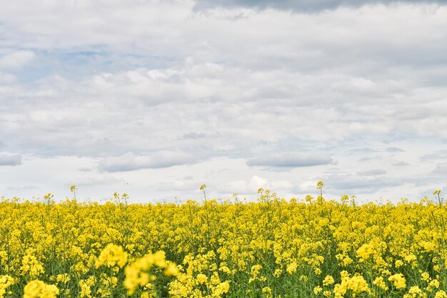 Scenic view of oilseed rape field against cloudy sky