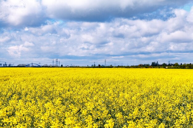 Scenic view of oilseed rape field against cloudy sky