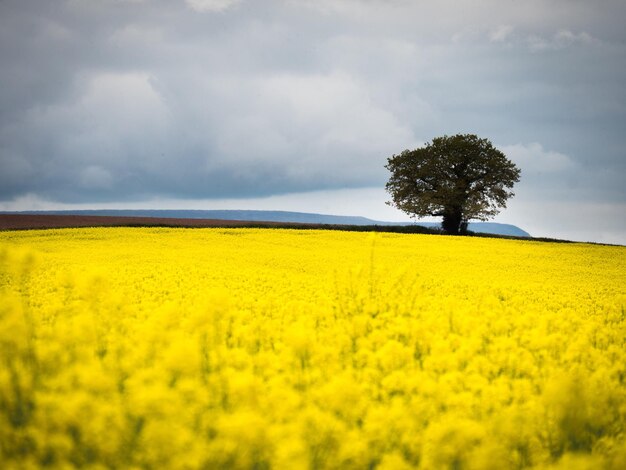 Scenic view of oilseed rape field against cloudy sky