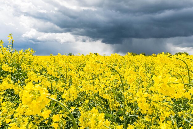 Scenic view of oilseed rape field against cloudy sky