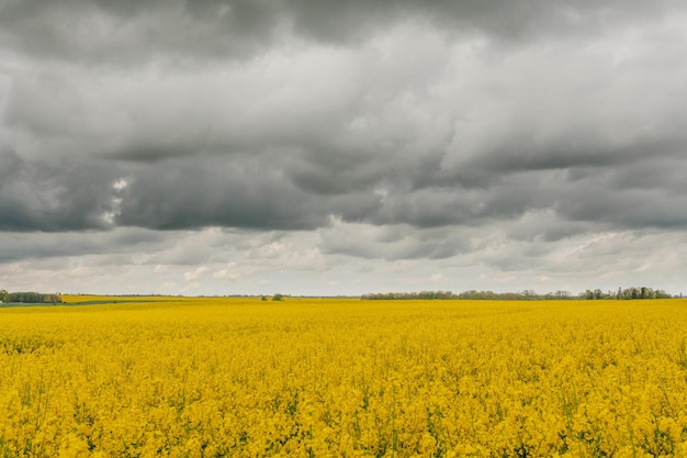 Scenic view of oilseed rape field against cloudy sky