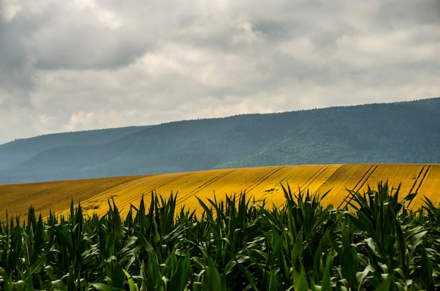 Photo scenic view of oilseed rape field against cloudy sky