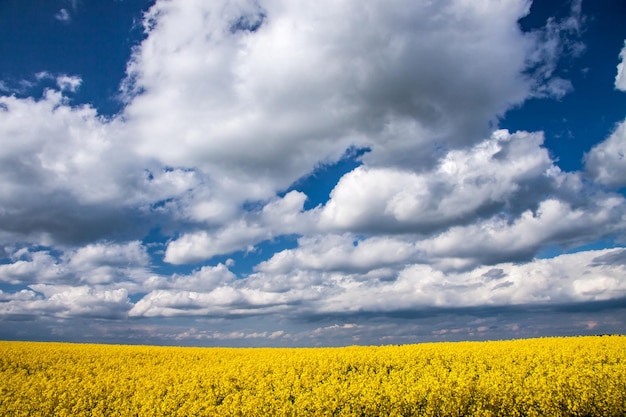 Foto scena panoramica di un campo di colza contro un cielo nuvoloso