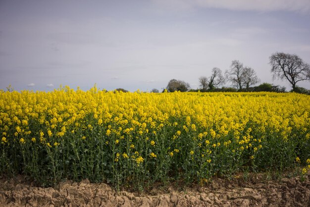 Scenic view of oilseed rape field against sky