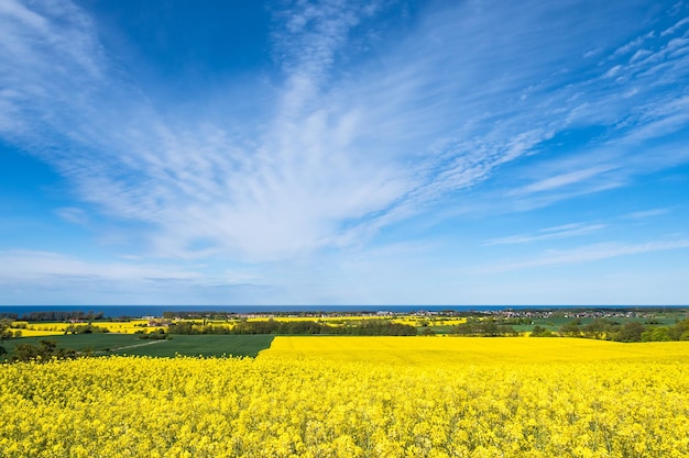 Photo scenic view of oilseed rape field against sky