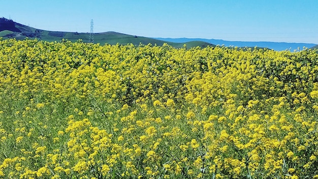 Scenic view of oilseed rape field against sky