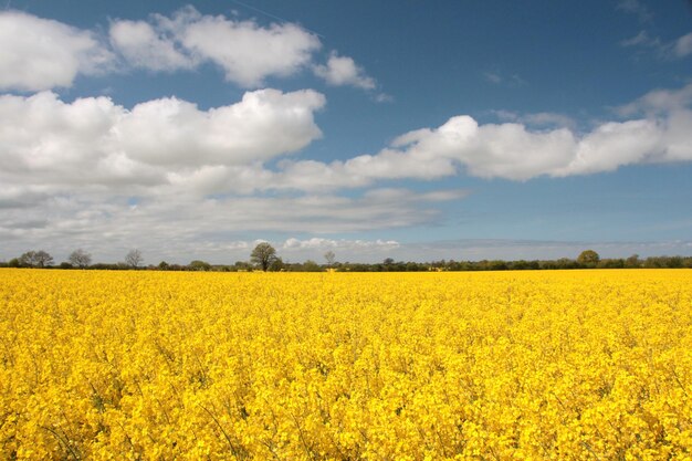 Scenic view of oilseed rape field against sky