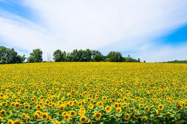 Scenic view of oilseed rape field against sky