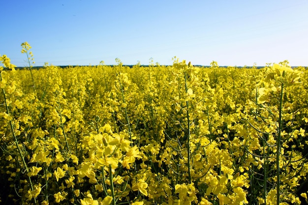 Photo scenic view of oilseed rape field against sky