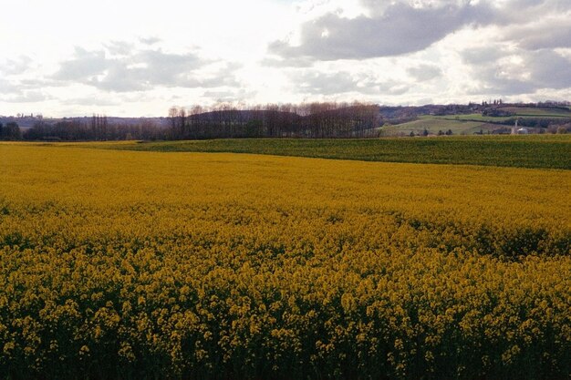 Photo scenic view of oilseed rape field against sky