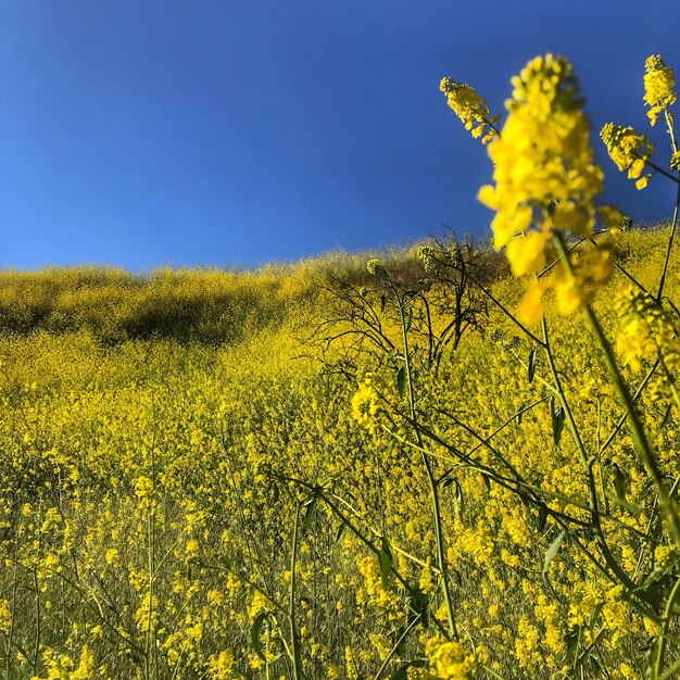 Scenic view of oilseed rape field against sky