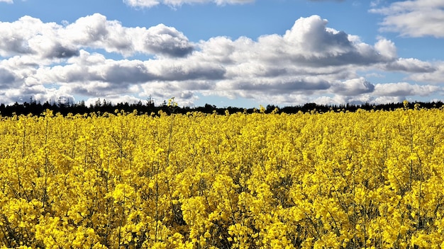 Scenic view of oilseed rape field against sky