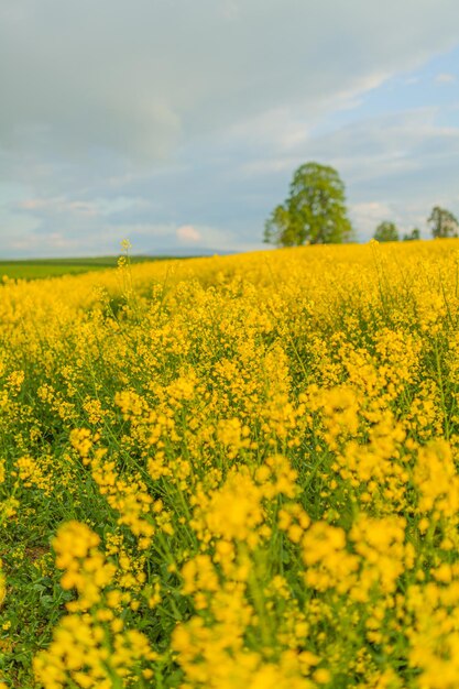 Scenic view of oilseed rape field against sky