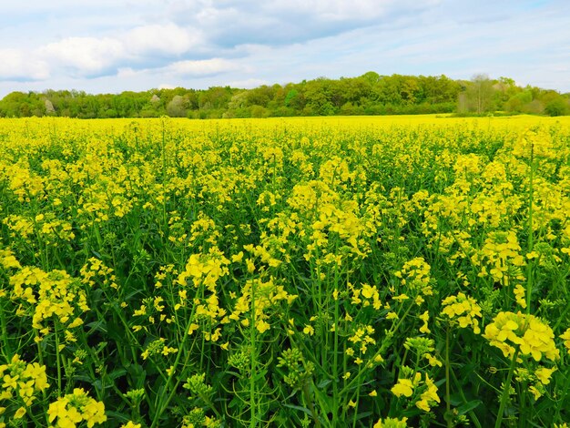 Scenic view of oilseed rape field against sky