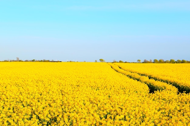 Scenic view of oilseed rape field against sky