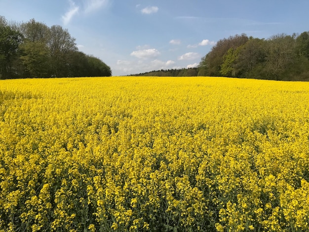Photo scenic view of oilseed rape field against sky