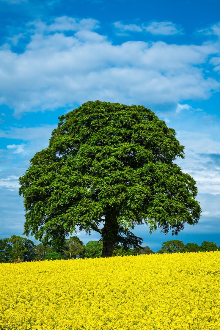 Photo scenic view of oilseed rape field against sky