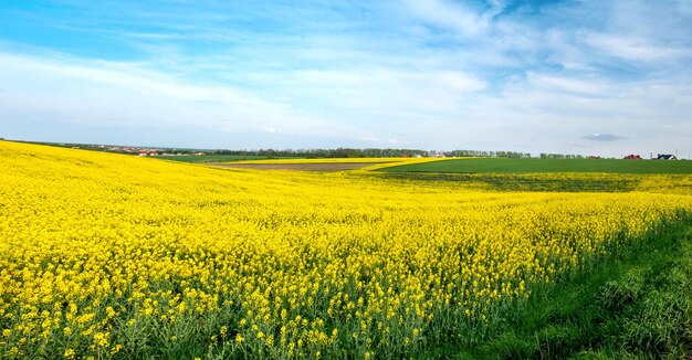 Scenic view of oilseed rape field against sky