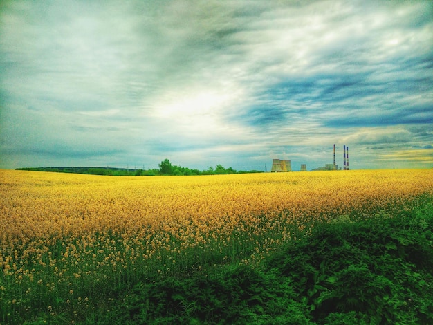 Photo scenic view of oilseed rape field against sky