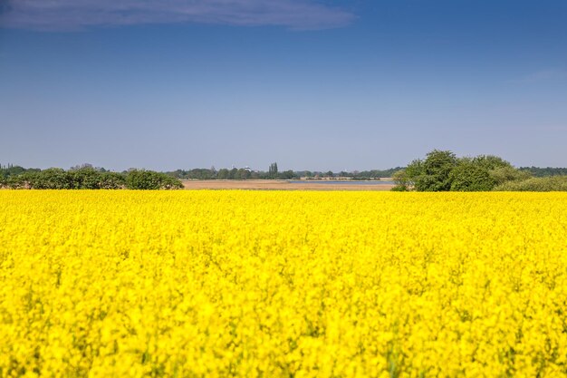 Scenic view of oilseed rape field against sky