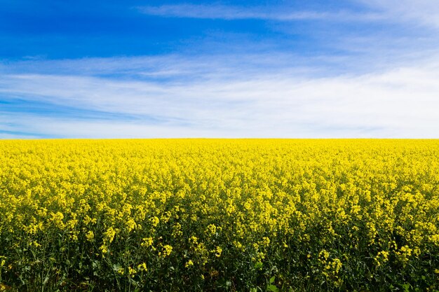 Scenic view of oilseed rape field against sky