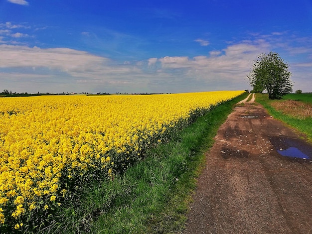 Scenic view of oilseed rape field against sky