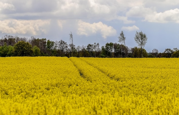 Scenic view of oilseed rape field against sky