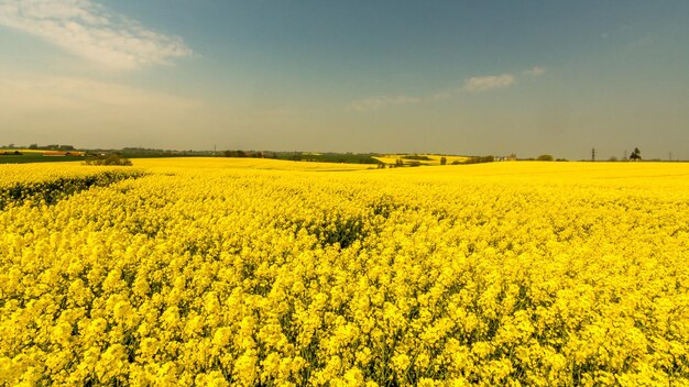 Scenic view of oilseed rape field against sky