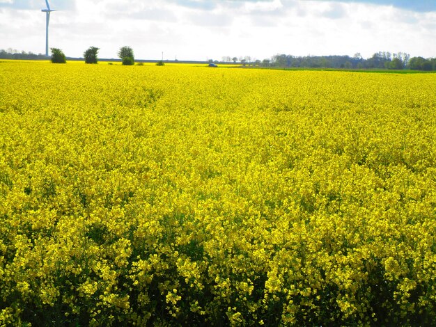 Photo scenic view of oilseed rape field against sky