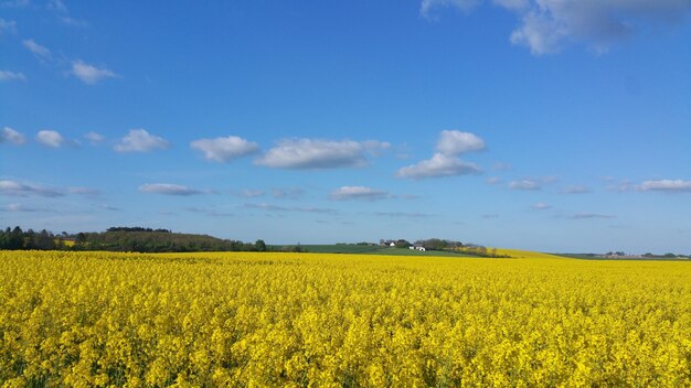 Scenic view of oilseed rape field against sky