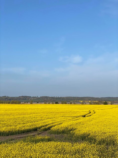 Scenic view of oilseed rape field against sky