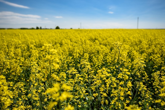 Photo scenic view of oilseed rape field against sky