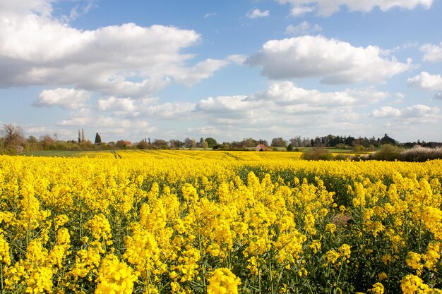 Scenic view of oilseed rape field against sky