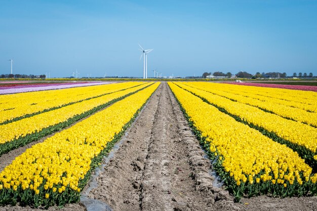 Scenic view of oilseed rape field against sky