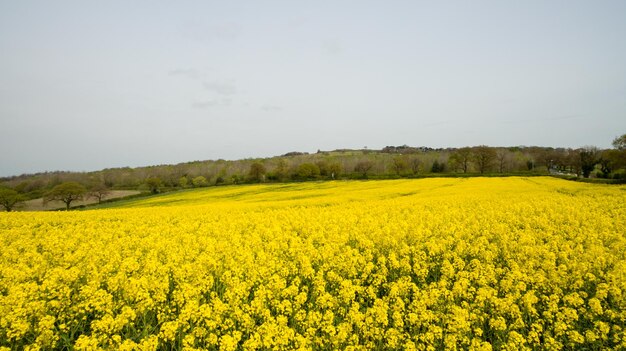 Scenic view of oilseed rape field against sky