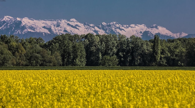 Photo scenic view of oilseed rape field against sky